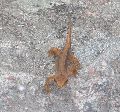 Newt (?) in Glen Grudie