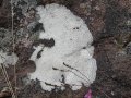 Growth rings in the lichen