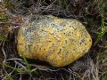 
		Lichen near Talladale falls
	