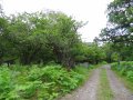 Hazel coppice between the track and the river (left)