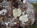 Lichen in Talladale