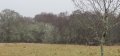 The next day we walked to Lochcarron before getting the minibus to Torridon:  many of the trees were almost covered in lichen:  leafless, this is a wintry sight: