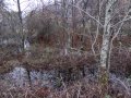Trees by the road to the mains - not normally this wet