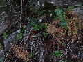 In a sheltered roadside hollow, this bramble's unripened berries were consistent red.  (There's also a tiny heather flower on the left - 10th December!)