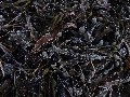 Frosted seaweed