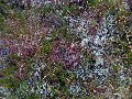 Frozen sphagnum