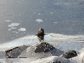 The moment of emergence!  Apologies for the blur - perhaps though the otter was feeling a bit dazed - probably it took a fair whack to break through the ice from below...