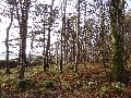 Into the forest