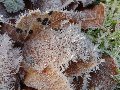Needles of frost in detail...