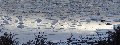 Ice envelopes unfolded and flooded by the incoming tide