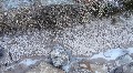 Ice imprints?  Or ice ghosts?  Clearly these are frost patterns, but all the ice has gone, leaving lines of coarser (light) grains on the finer stuff underneath