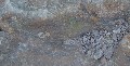 Small-scale strata in the sandstone, given shape by erosion on the path