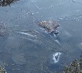 Ice continued to engage us:  the lines on this small pool are sharp and geometric horizontally, but in the vertical, the undulations are smooth