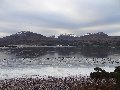 Silver world:  nearer the head of the loch, it was still frozen over