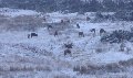 Deer south of the station