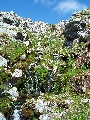 Mossy mountain stream:  Allt a' Choinne' Mhill, which 
		becomes the River Traligill lower down, even at which point
		it's not coming directly from the Bealach Traligill.